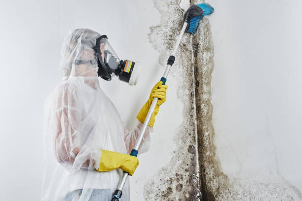 Professional Mold Remediation in Baker, LA