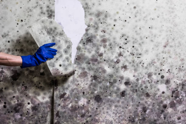 Best Basement Mold Remediation in Baker, LA