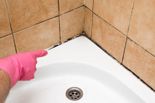 Best Attic Mold Remediation in Baker, LA